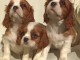 Cavalier roi Charles Spaniel