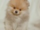 Spitz de Pom&eacute;ranie chiot