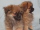Peek-A-pom chiots &agrave; vendre