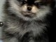 Spitz de Pom&eacute;ranie chiots &agrave; vendre