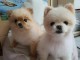 ADORABLES CHIOTS SPITZ NAINS DISPONIBLES A R&Eacute;SERVER 