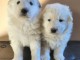 Tr&egrave;s beaux chiots Berger Blanc Suisse disponibles