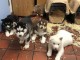 Huskie sib&eacute;rien &agrave; donner pour adoption 