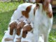 Chiots &Eacute;pagneul Breton