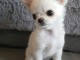 Chiots chihuahua &agrave; adopter