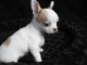 chiot de type chihuahua femelle propre ob&eacute;issante
