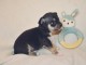chiot chihuahua femelle propre ob&eacute;issante
