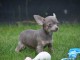 chiot chihuahua femelle propre ob&eacute;issante