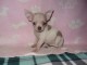 chiot chihuahua femelle propre ob&eacute;issante