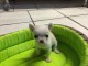 chiot chihuahua femelle propre ob&eacute;issante