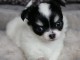 chiot chihuahua femelle propre ob&eacute;issante
