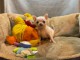 chiot chihuahua femelle propre ob&eacute;issante
