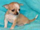 chiot chihuahua femelle propre ob&eacute;issante