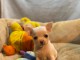 chiot chihuahua femelle propre ob&eacute;issante