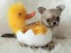 chiot chihuahua femelle propre ob&eacute;issante