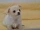 chiot chihuahua femelle propre ob&eacute;issante