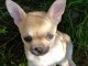 chiot chihuahua femelle propre ob&eacute;issante
