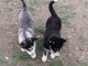 Husky sib&eacute;rien chiots &agrave; vendre