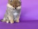 Spitz de Pom&eacute;ranie chiots &agrave; vendre