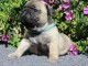 Chiots Bouledogue fran&ccedil;ais POUR ADOPTION