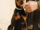 DOBERMAN chiots &agrave; vendre