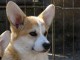 Corgi gallois chiots &agrave; vendre