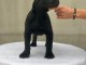 Cane Corso chiot a vendre