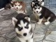 Chiots d&rsquo;apparence Husky Sib&eacute;rien