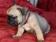 Chiot Bouledogue Fran&ccedil;ais lof a donner