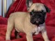 Chiot Bouledogue Fran&ccedil;ais lof a donner