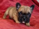 Chiot Bouledogue Fran&ccedil;ais lof a donner