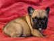 Chiot Bouledogue Fran&ccedil;ais lof a donner