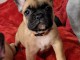 Chiot Bouledogue Fran&ccedil;ais lof a donner