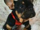 Bulldog fran&ccedil;ais &agrave; vendre