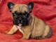 Chiot Bouledogue Fran&ccedil;ais lof a donner