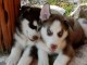Magnifiques chiots husky sib&eacute;rien 