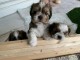 Magnifiques chiots Shih Tzu &agrave; donner