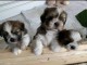 Magnifiques chiots Shih Tzu &agrave; donner