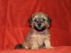 Bichon havanais chiots