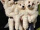 Samoy&egrave;de chiots &agrave; vendre
