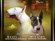 Bull terrier chiots &agrave; vendre