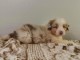 Chiot berger australien femelle bleu merl&eacute;