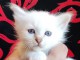 Chatons Sacr&eacute; de Birmanie dispo de suite