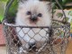 A donner Chaton Sacr&eacute; de Birmanie