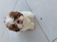 Shih Tzu Lof avec parents confirm&eacute;s 