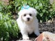 Adorables chiots bichon Frise pour adoption 
