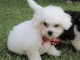 Adorables chiots bichon Frise pour adoption 