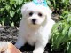 Adorables chiots bichon Frise pour adoption 