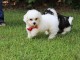 Adorables chiots bichon Frise pour adoption 