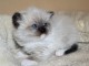 4 chatons Ragdoll M&acirc;les et Femelle
